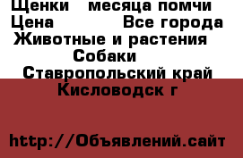 Щенки 4 месяца-помчи › Цена ­ 5 000 - Все города Животные и растения » Собаки   . Ставропольский край,Кисловодск г.